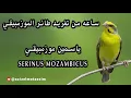 Download Lagu ساعه من تغريد الياسمين الموزمبيقي - Serinus mozambicus