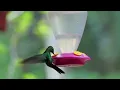 Springtime Hummingbirds Midwest Migration 2024 When to Spot