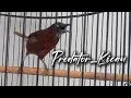 Download Lagu Burung TEPUS gacor cocok untuk masteran burung kicau  !!!