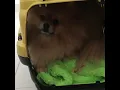 Pomeranian Puppies Sale in Carlisle PA