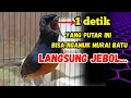 Download Lagu PANCINGAN MURAI BATU GACOR !! DALAM HITUNGAN DETIK MURAI APAPUN LANGSUNG IKUT NYAUT BUNYI  GACOR