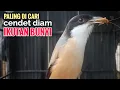 Download Lagu Suara Pancingan Cendet Gacor Di Pagi Hari Toet toet Paling Di Cari Buat Cendet Diem Ikutan Bunyi