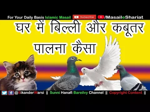 Billi (Cat) Palna Kabootar Bazi Karna | Ghar me Janwar rakhna (Keeping Cats in Islam)