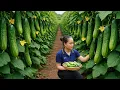Lagu Harvesting Mutant Cucumbers and Taking Them to the Market – How to Grow Wet Rice