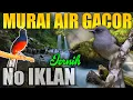 Download Lagu MASTERAN MURAI AIR GACOR (GEMERCIK AIR) TEMBAKAN RAPAT JERNIH