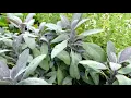 Lagu Salvia officinalis 'Purpurascens'