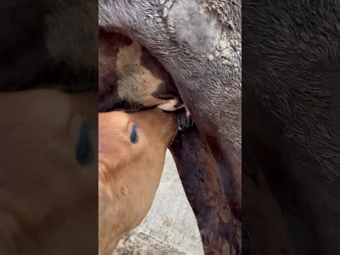 Amazing #milk