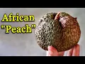 Download Lagu NDEA - This fruit should be everywhere... but it's not