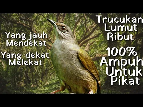 Suara Trucukan LumutMerbah Belukar Ribut Ampuh Untuk memikat Burcil dll