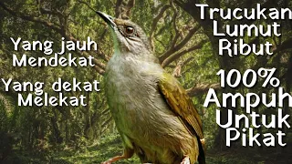 suara trucukan lumut merbah belukar ribut mp3 ampuh untuk memikat burcil dll