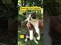 Download Lagu Tabola Bale🐈#cat #kucing #viral #shortvideo