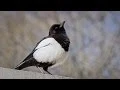 Download Lagu Most INTELLIGENT bird in the world - The Magpie