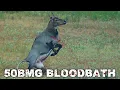 Download Lagu 50 BMG bullet hits ANTELOPE like a TRUCK