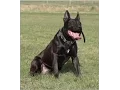 KNPV bloodlines pitbull - dutch shepherd police dog Mosley