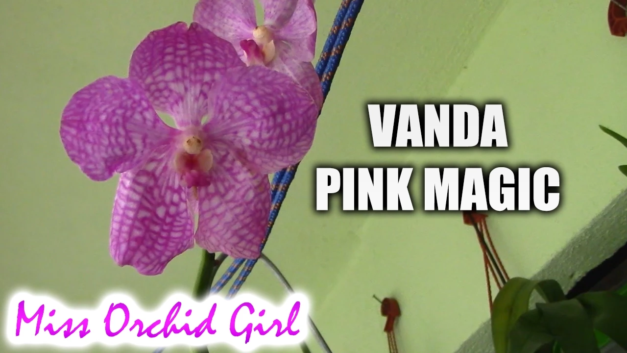FINALLY A NEW ORCHID VANDA PINK MAGIC