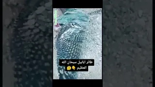 شباب هذآ طير ابابيل 