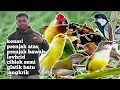 Download Lagu MASTERAN CAMPUR SUARA JERNIH KENARI LOVBRID PRENJAK ATAS GLATIK BATU PRENJAK BAWAH JANGKRIK CIBLEK