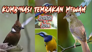 suara masteran burung kombinasi tembakan suara burung mewah