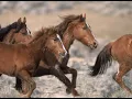 All The Wild Horses