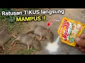 Download Lagu Cukup di taburkan saja‼️Tikus MATI dalam SEKEJAP
