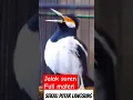 Download Lagu Pancingan Jalak suren