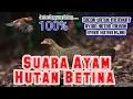 Download Lagu SUARA AYAM HUTAN BETINA || 100% JANTAN DATANG