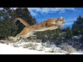 Mountain Lion Roar Sounds