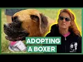 Tia Helps Volunteer Adopt A Boxer After Her Pet Passed Pit Bulls Parolees