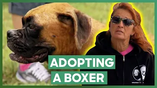 Tia Helps Volunteer Adopt A Boxer After Her Pet Passed Pit Bulls Parolees