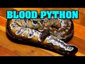 Moving Blood Python do I get bit again