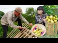 Download Lagu Kind man worked hard to complete the house - Huyen harvested wild pears in the forest to earn money.