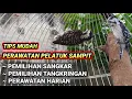 Download Lagu TIPS LENGKAP MERAWAT PELATUK SAMPIT / BERAS !!!