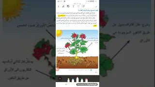 علوم ثالث ابتدائي عملية البناء الضوئي 