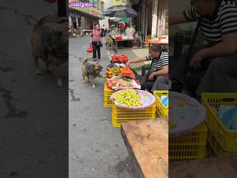 The highly intelligent dog bought 500 grams of oranges after tasting them😋