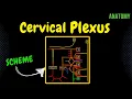 Cervical Plexus EASY Scheme Anatomy