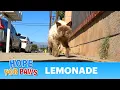 Homeless Siamese cat was so sick he couldn t even clean himself