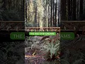 Download Lagu I Walk Thru The Forest.