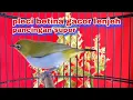 Pleci Betina Lenjeh Buat Merangsang Birahi Pleci Jantan