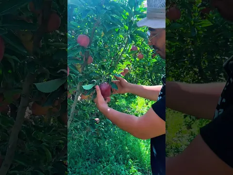 حصيلة الموسم من التفاح الأحمر و الأصفر اللهم بارك #المغرب #فلاح #الشعب_الصيني_ما_له_حل