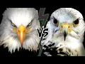 Lagu EAGLE vs FALCON - Who Would WIN This Fight?