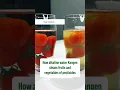 Download Lagu How alkaline water Kangen cleans fruits and vegetables of pesticides