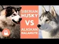 Husky Vs Alaska - Differences Between Siberian Husky and Alaskan Malamute