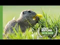 Ground Squirrels Wake Up From Hibernation Love Nature Bite-Size Showcase Selection