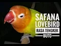Lagu SUARA BURUNG : SAFANA Lovebird Rasa TENGKEK BUTO (2menit)
