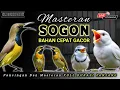 Download Lagu MASTERAN SOGON GACOR MEWAH COCOK UNTUK MURAI BATU DAN BURUNG LAINNYA  ‼️ MUDAH CEPAT DI TIRU
