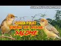 Download Lagu SUARA PIKAT BURUNG CICI MERAH‼ SUARA PIKAT BURUNG CIMER ATAU SALOME