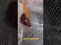 Download Lagu Guppy Giving Birth #shorts#shortsvideo#pets#arowana #cute #puppy