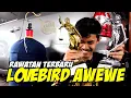 Download Lagu Rawatan terbaru Lovebird Awewe yang sangat fenomenal dan stabil