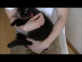 猫の抱っこの仕方！イロイロ