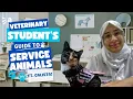 A Veterinary Student s Guide to Service Animals Ft Calista the Cat